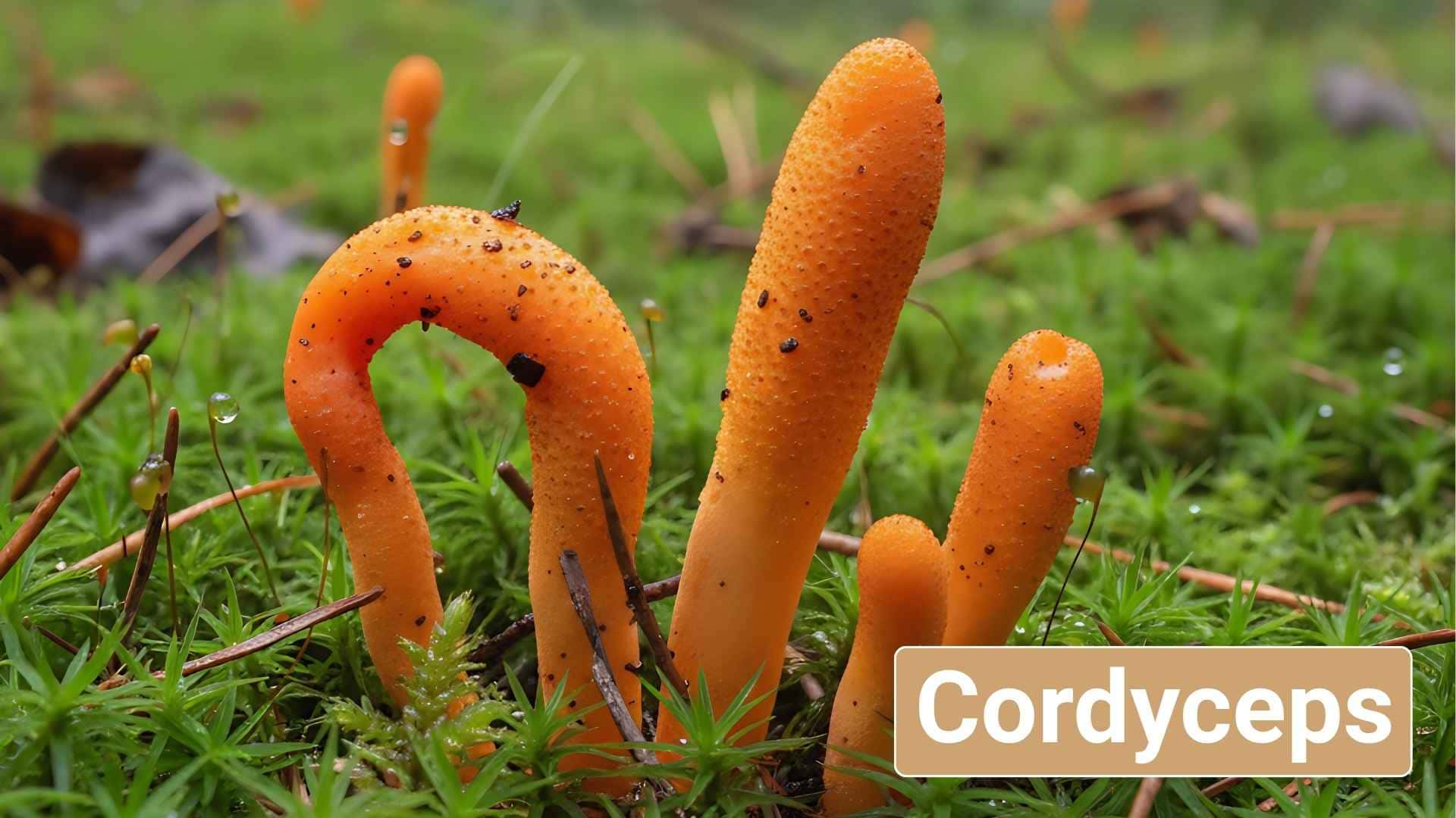 cordyceps para perros